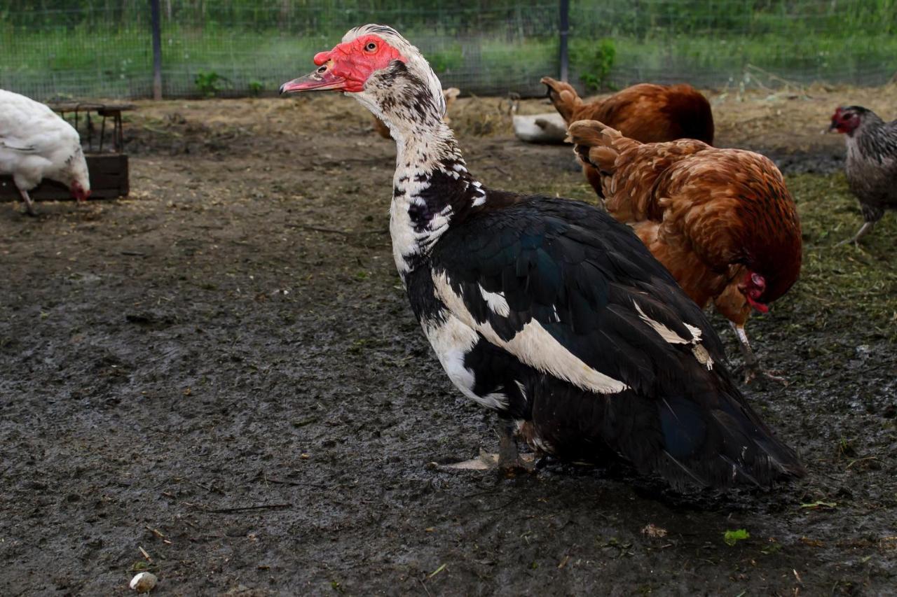 Zakatek Szczescia Eko Agroturystyka Kiwity المظهر الخارجي الصورة